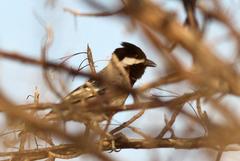 Melaniparus cinerascens