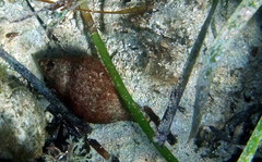 Australaria australasia