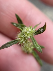 Spermacoce prostrata