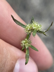 Spermacoce prostrata