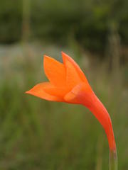 Watsonia bachmannii
