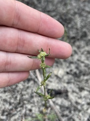 Spermacoce prostrata
