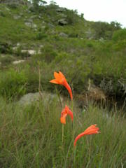 Watsonia bachmannii