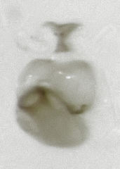Ptinella acaciae