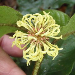 Trichocladus crinitus