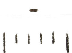 Ptinella acaciae