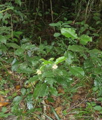 Trichocladus crinitus