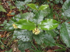 Trichocladus crinitus