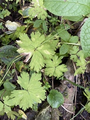 Anemonastrum baicalense