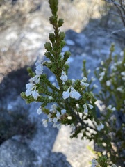 Erica formosa
