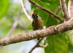 Picumnus exilis
