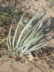 Leymus racemosus