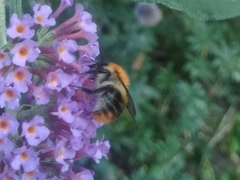 Bombus pascuorum floralis