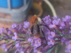 Bombus pascuorum floralis