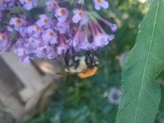 Bombus pascuorum floralis