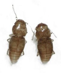Ptinella acaciae