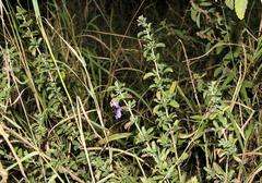 Dyschoriste rogersii