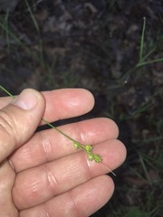 Carex molesta
