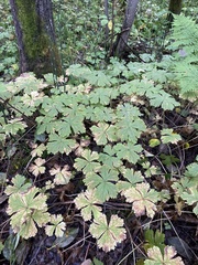 Anemonastrum baicalense