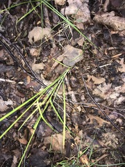 Carex molesta