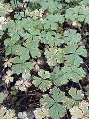Anemonastrum baicalense