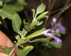 Dyschoriste rogersii