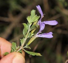 Dyschoriste rogersii