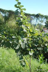Bauhinia variegata candida