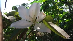 Bauhinia variegata candida