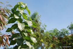 Gallesia integrifolia