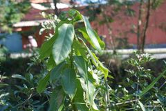 Gallesia integrifolia
