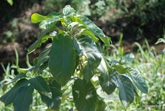 Gallesia integrifolia