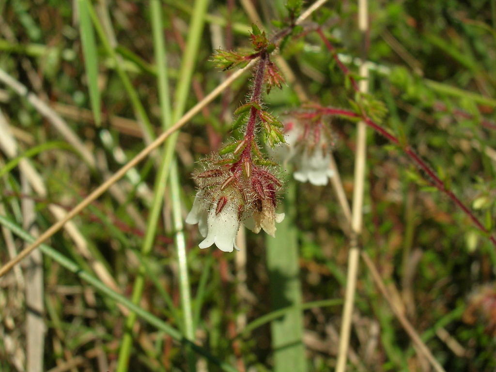 Erica abbottii