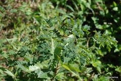 Libidibia ferrea leiostachya