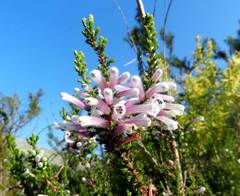 Erica perspicua perspicua