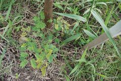 Libidibia ferrea leiostachya