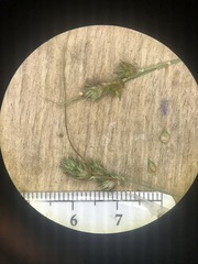 Carex molesta