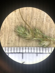 Carex molesta