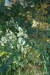 Libidibia ferrea leiostachya