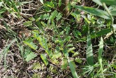 Libidibia ferrea leiostachya