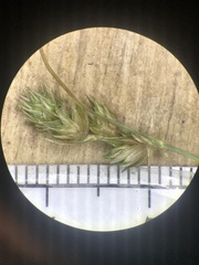 Carex molesta