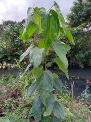 Pterygota brasiliensis