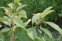 Citharexylum myrianthum