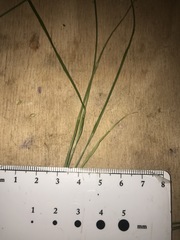 Carex molesta