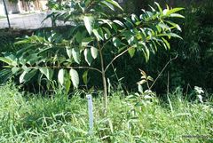 Citharexylum myrianthum