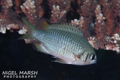 Chromis weberi