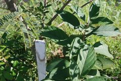 Citharexylum myrianthum