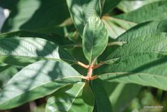 Citharexylum myrianthum