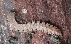 Polydesmus complanatus