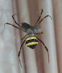 Argiope aetherea
